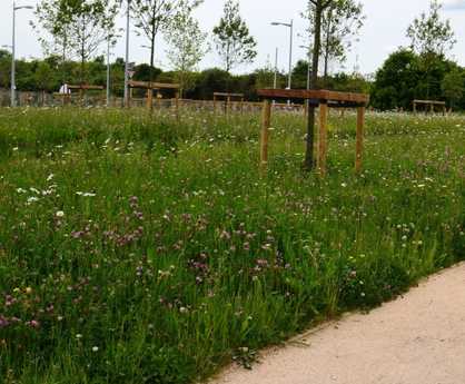 Meadowmat perennial wildflower matting for SuDS and Slopes