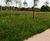 Meadowmat for SuDS and Slopes - wildflower matting 0