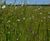 Meadowmat for SuDS and Slopes - wildflower matting 1