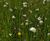Meadowmat for SuDS and Slopes - wildflower matting 2