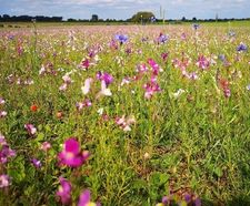 Meadowmat Floral Focus - wildflower turf