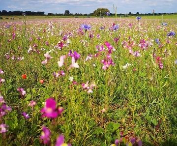 Meadowmat Floral Focus - wildflower turf