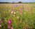 Meadowmat Floral Focus - wildflower turf 0