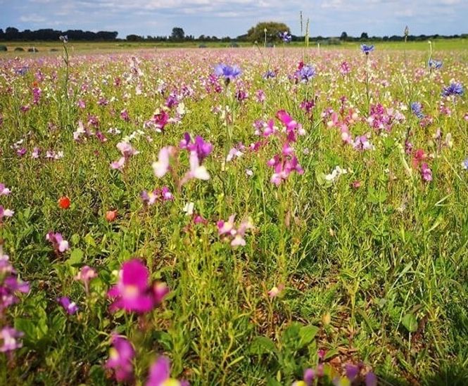 Meadowmat Floral Focus - wildflower turf