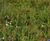 Meadowmat Floral Focus - wildflower turf 4
