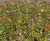 Meadowmat Floral Focus - wildflower turf 1