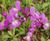 Meadowmat Floral Focus - wildflower turf 2