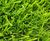 Shadesman+ - slow-growing, shade-tolerant lawn turf 1