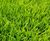 Shadesman+ - slow-growing, shade-tolerant lawn turf 3
