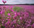 Meadowmat Cottage Garden - wildflower matting 2