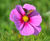 Meadowmat Cottage Garden - wildflower matting 1