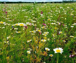 Meadowmat Cottage Garden - wildflower matting