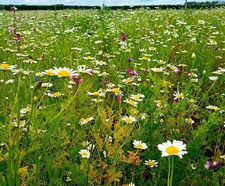 Meadowmat Cottage Garden - wildflower matting