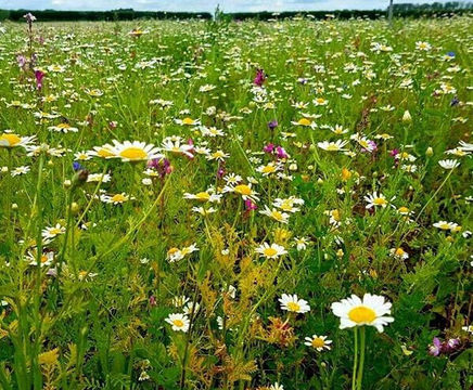 Meadowmat Cottage Garden - wildflower matting