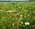Meadowmat Cottage Garden - wildflower matting 0