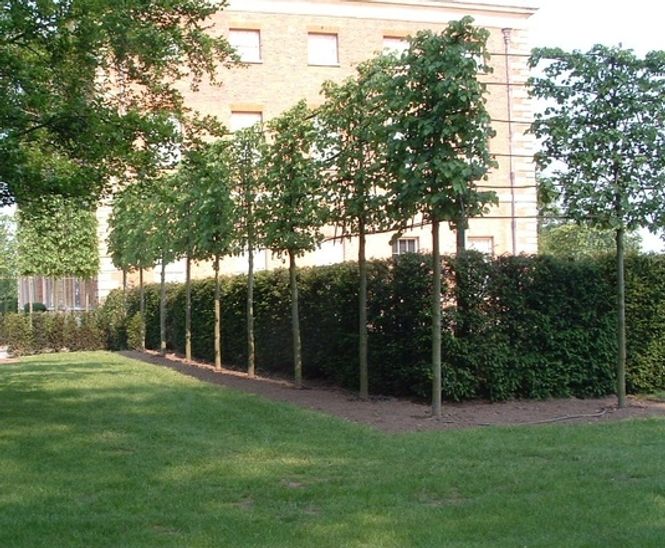 Bespoke screening trees up to 12m high Ruskins Trees and Landscapes