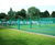 Cricket wickets 6