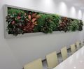 Vertiss modular internal living green wall system