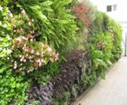 Vertiss living wall garden screen