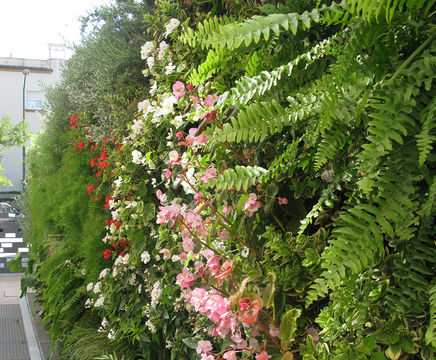 Vertiss modular living green wall system