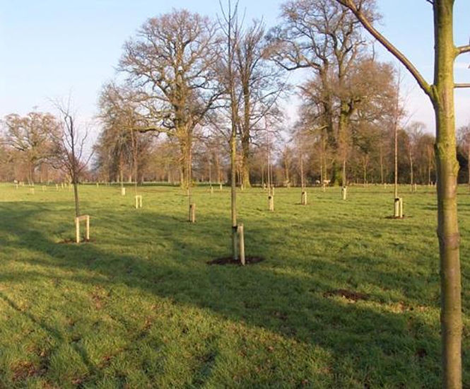 Specimen tree planting Urban Forestry (Bury St Edmunds)