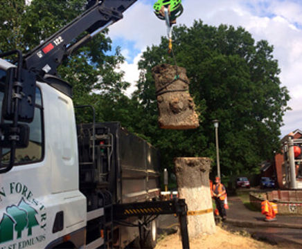 Tree removal service