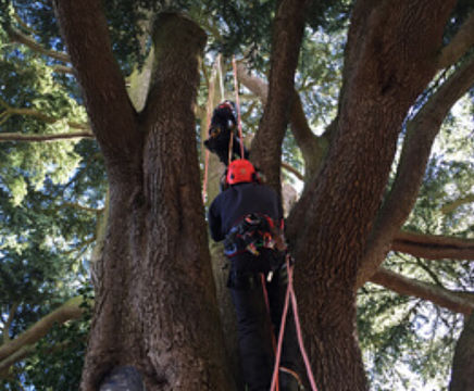 Care and maintenance of trees