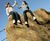 Rockscapes climbing rocks - concrete climbing rocks for outdoor play areas 3