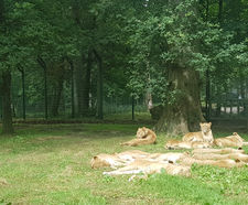 High security fencing for Longleat lion enclosure