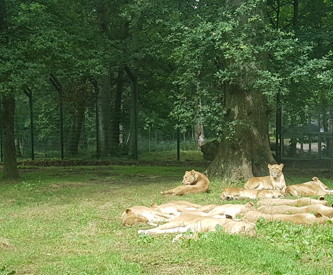 High security fencing for Longleat lion enclosure