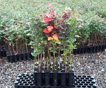 Cell-grown trees