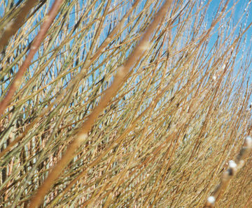 Non-acoustic Green Barrier™ hedge in living willow