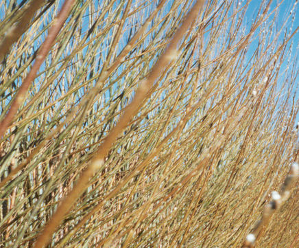 Non-acoustic Green Barrier™ hedge in living willow