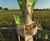Old Wise Tree - robinia wood playground structure with slide and swings 8