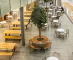 Bespoke steel and hardwood tree seats for café bar