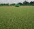 Synthetic hockey pitch surfacing 4