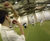 ECB-approved artificial cricket systems 7