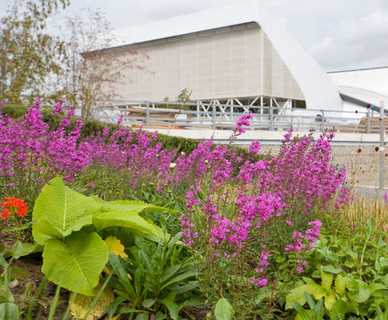 Flower-rich perennial planting for London 2012 Olympics