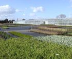 Container grown deciduous and evergreen shrubs
