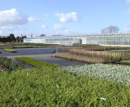 Container grown deciduous and evergreen shrubs