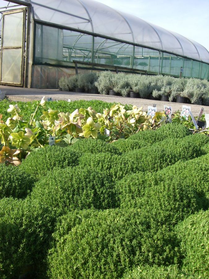 Specimen shrubs Palmstead Nurseries ESI External Works