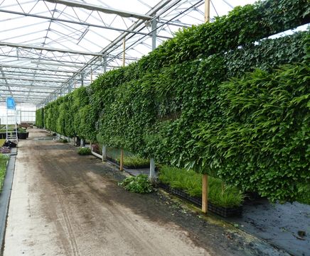 Contract-grown plants for green walls