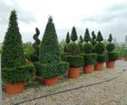 Container-grown topiary