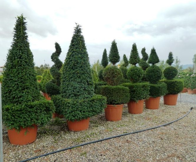 Containergrown topiary Palmstead Nurseries