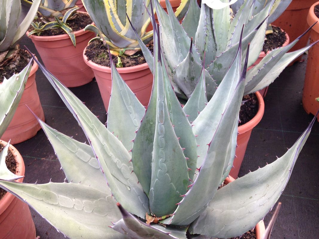 Images for Hardy exotic plants