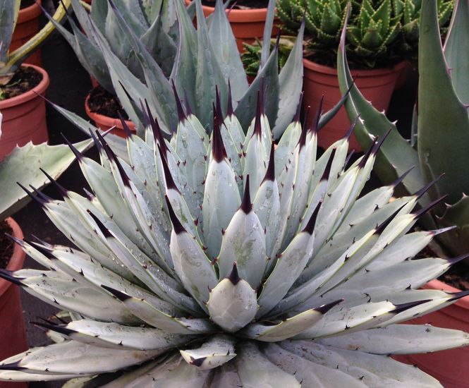 Hardy exotic plants Palmstead Nurseries