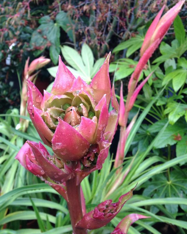 Images for Hardy exotic plants