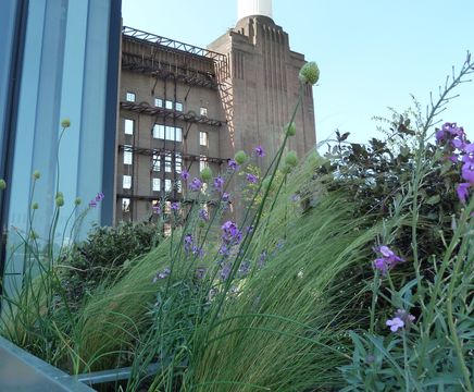Shrubs and planting, Battersea Park