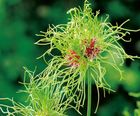 Unusual bulbs for spring 