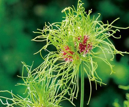 Unusual bulbs for spring 
